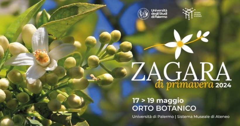 Zagara di primavera 2024